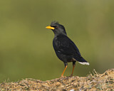 Image. Great Myna
