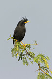 Image. Great Myna