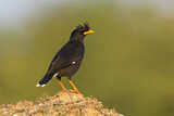 Image. Great Myna