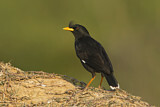 Image. Great Myna