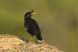 Image. Great Myna