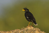 Image. Great Myna
