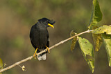 Image. Great Myna