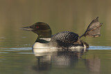 Image. Great Northern Loon
