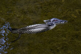 Image. Great Northern Loon