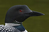 Image. Great Northern Loon