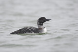 Image. Great Northern Loon