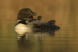 Image. Great Northern Loon