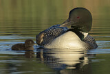 Image. Great Northern Loon