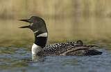 Image. Great Northern Loon