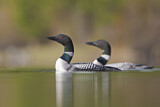 Image. Great Northern Loon