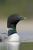 Image. Great Northern Loon