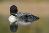 Image. Great Northern Loon