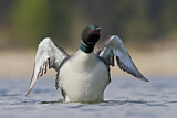 Image. Great Northern Loon