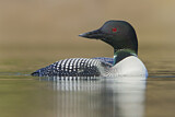 Image. Great Northern Loon