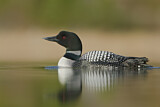 Image. Great Northern Loon