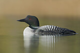 Image. Great Northern Loon