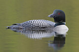 Image. Great Northern Loon