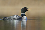 Image. Great Northern Loon