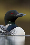 Image. Great Northern Loon