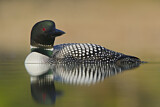 Image. Great Northern Loon