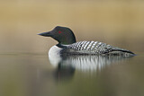 Image. Great Northern Loon