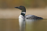Image. Great Northern Loon