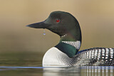 Image. Great Northern Loon