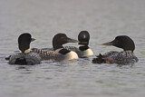 Image. Great Northern Loon