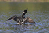 Image. Great Northern Loon