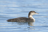 Image. Great Northern Loon