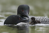 Image. Great Northern Loon