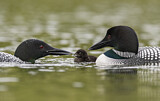 Image. Great Northern Loon
