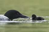 Image. Great Northern Loon