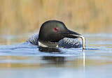 Image. Great Northern Loon