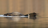 Image. Great Northern Loon