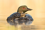 Image. Great Northern Loon