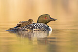 Image. Great Northern Loon