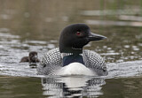 Image. Great Northern Loon
