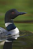Image. Great Northern Loon