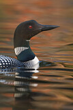 Image. Great Northern Loon