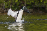 Image. Great Northern Loon