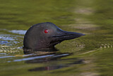 Image. Great Northern Loon