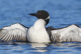 Image. Great Northern Loon