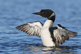 Image. Great Northern Loon
