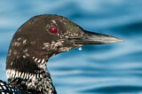 Image. Great Northern Loon