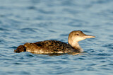 Image. Great Northern Loon