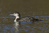 Image. Great Northern Loon