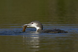 Image. Great Northern Loon