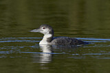 Image. Great Northern Loon